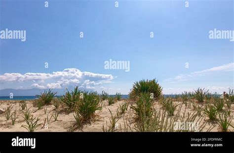 Sandy Beach Plants Stock Videos And Footage Hd And 4k Video Clips Alamy