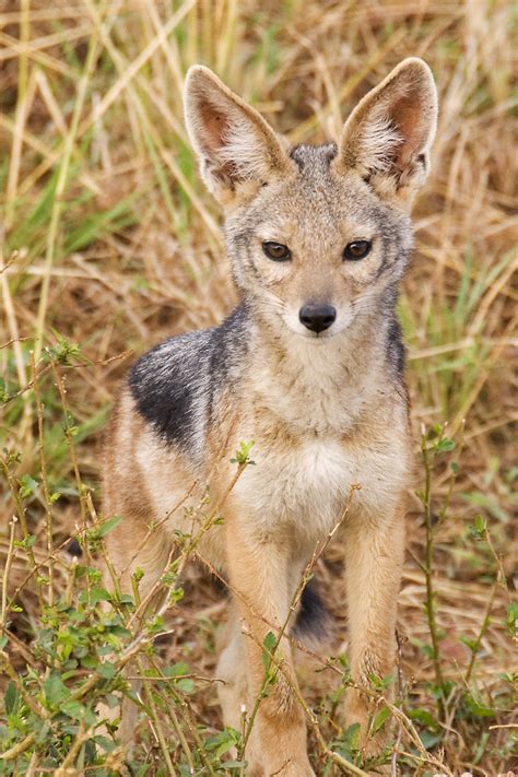 File:Baby-jackal.jpg - LD Wiki