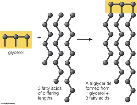 What Are The Three Major Types Of Lipids