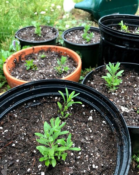 How To Grow Lavender From Seed Or Cuttings The Total Guide Artofit