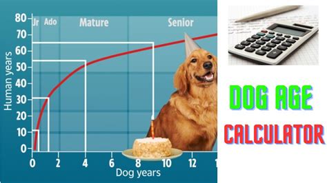 Dog Age Calculator Dog Years To Human Years By Petfather