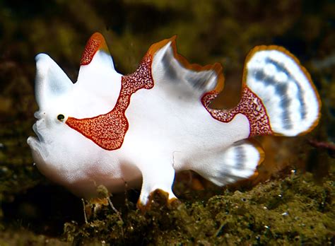 Clown Frogfish Facts And Description Seafish