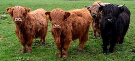 Tour Scotland Tour Scotland Video Photographs Highland Cows Glamis