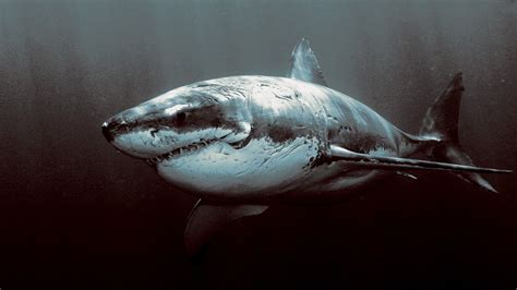 Great White Sharks Wallpapers Wallpaper Cave