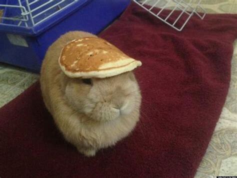 Someone Puts Stuff On Their Rabbit The Internet Swoons Photos Huffpost