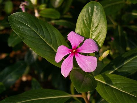 11 Plants That Produce Flowers With 5 Petals Dengarden