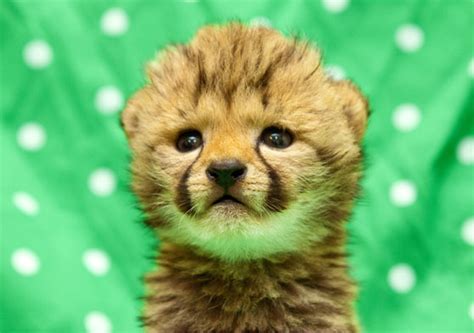 Baby Cheetah At Busch Gardens Animal Fact Guide