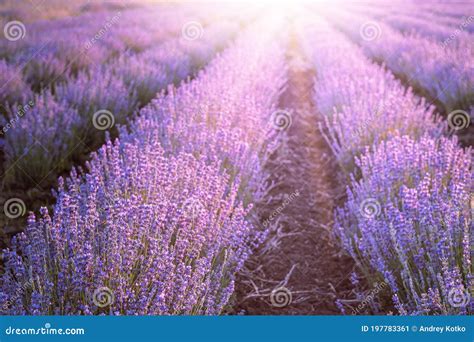 Blooming Violet Lavender Field On Sunset Sky Stock Image Image Of