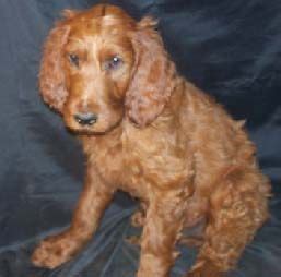 Our irishdoodles are dark red. irish doodle - Google Search (With images) | Irish doodle ...