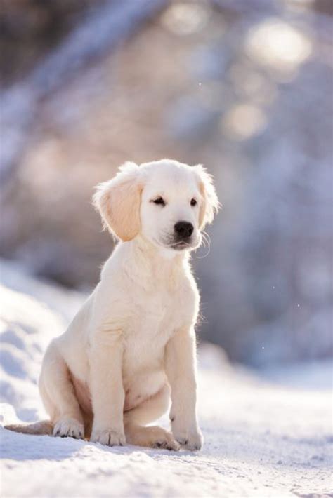 Golden Retriever Puppy Outdoor On The Snow In Winter Goldenretriever