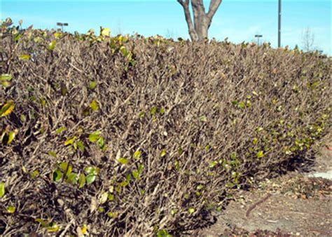 The primary reason why cacti survive in that ecosystem is because of their numerous adaptations, which include: Cold Damage Notes - Neil Sperry's GARDENS