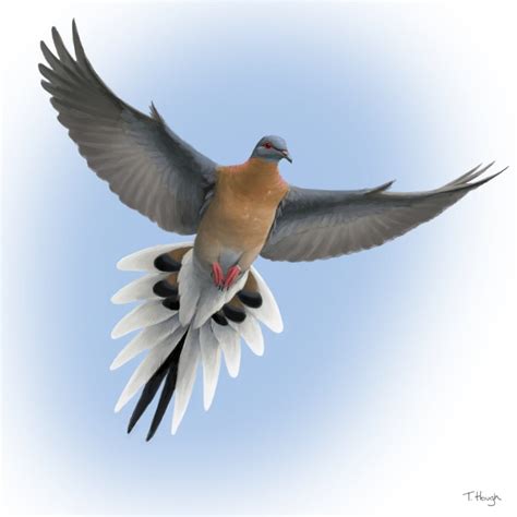 The Great Passenger Pigeon Comeback