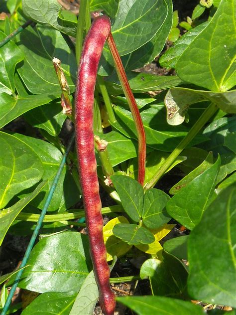 Check spelling or type a new query. Paperlover123: Magical Pink Eyed Purple Hull Peas, and ...