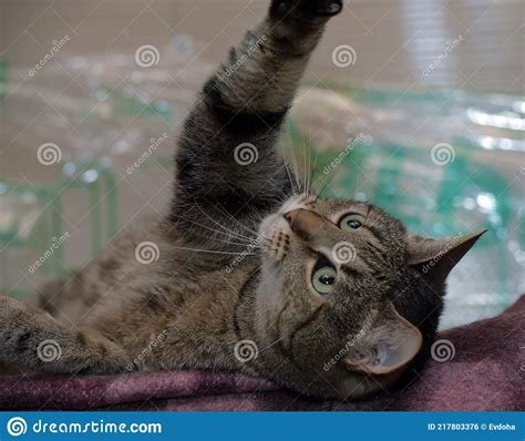 Brown Tabby Cat Lies In An Animal Shelter Stock Photo Image Of Cute