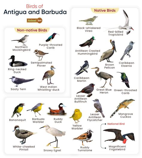 List Of Birds Found In Antigua And Barbuda With Pictures