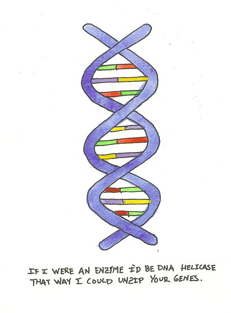 Ie if i was an enzyme if be dna helicase so i can unzip your genes. Pick Up Line 20 | Part of 'The Unofficial Pick Up Lines ...