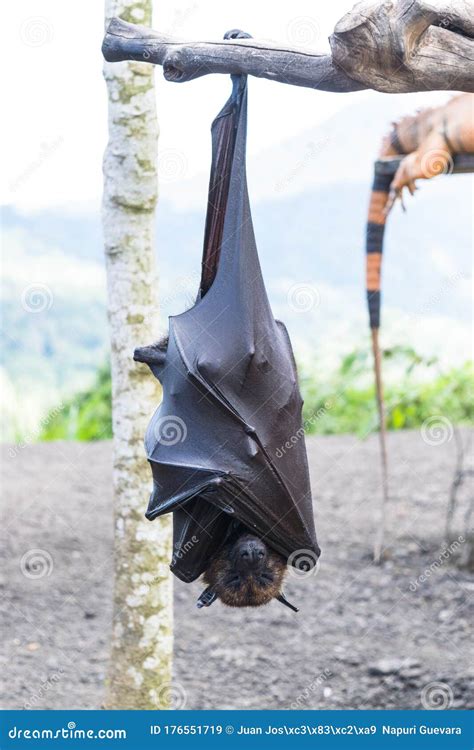 Bat Hanging From The Tree Branch Indonesia Bat Also Known As Great