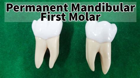 Permanent Mandibular First Molar Youtube