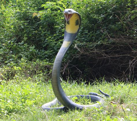 King Cobra Natureworks