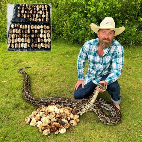 Record Python Nest Containing 111 Eggs Discovered In Florida