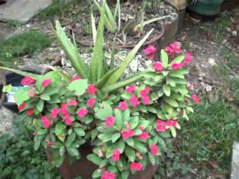 Maybe you would like to learn more about one of these? A Walk Through Rose's Flower Garden - Part 1 of 2 - Life ...