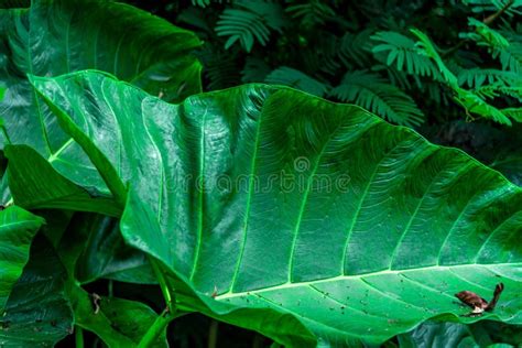 Jungle Leaf Stock Image Image Of Culture Abstract 101291183