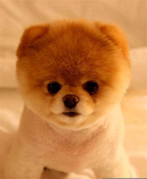 Est100 一些攝影some Photos Boo The Cutest Dog Pomeranian