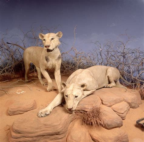 Why Did The Tsavo Lions Eat People Possibly Because Were Soft The