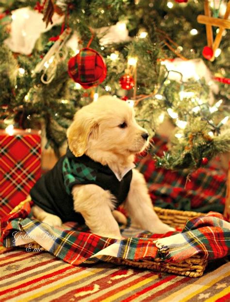 A Very Special Christmas Present Dog Christmas Pictures Puppies