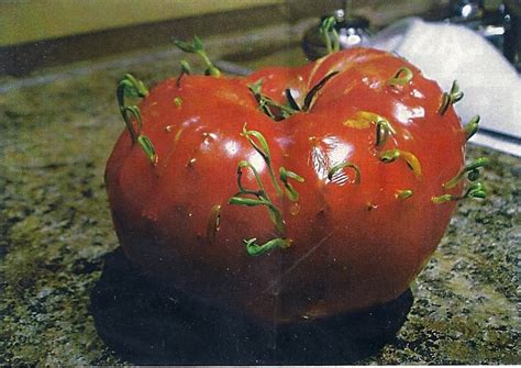 The Kraalspace Alien Tomatoes