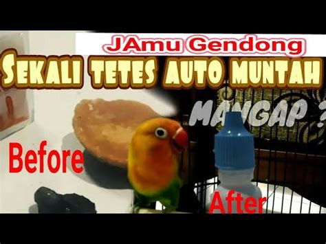 Pakan racikan untuk burung lovebird kini banyak beredar mulai dari meningkatkan birahi lovebird juga untuk meningkatkan daya tahan tubuh bur. Racikan Jamu Lovbirt Konslet Untuk Betina : 5 Ramuan ...
