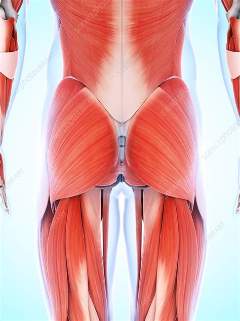 Human muscular system, artwork - Stock Image - F010/1661 - Science
