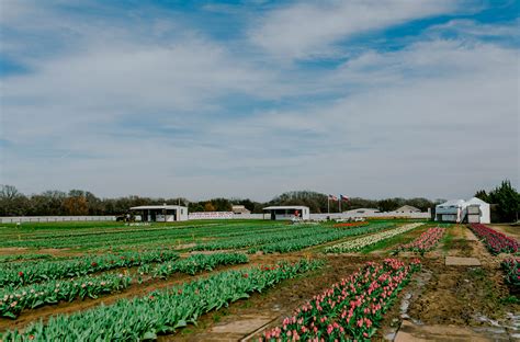 Hello Spring Texas Tulips Farm In Pilot Point Tx Jessica Rambo