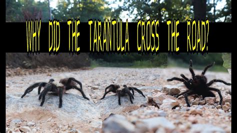 Fall Tarantula Migration Youtube