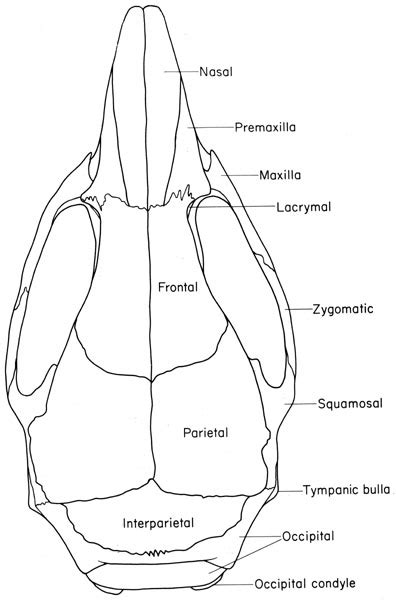 Mouse Skull Anatomy