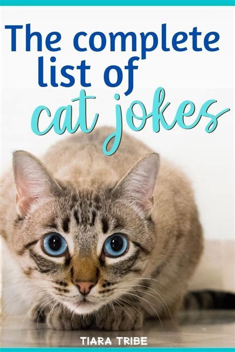 Cat Jokes That Are So Funny Youll Be Feline Pawsome In 2020 Cat