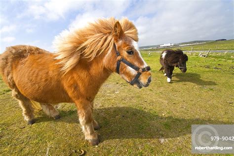 Adult Shetland pony in the | Stock Photo