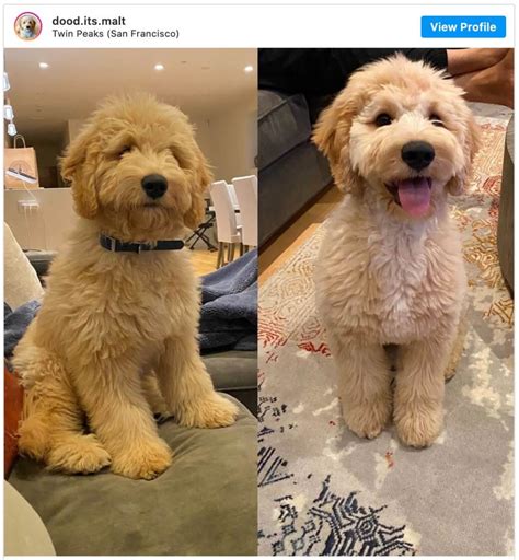 Doodle And Goldendoodle Haircuts To Swoon Over Tons Of Pictures Chien