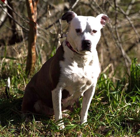 A ruff over your head. Pets for Adoption at SPCHS, in Long Beach, WA | Petfinder