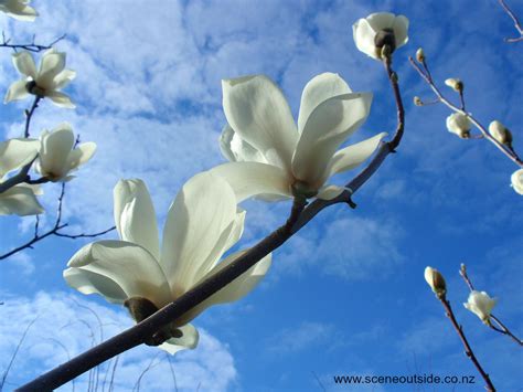 Presenting partner anz, s&s creative. About Garden Design - Magnolia denudata