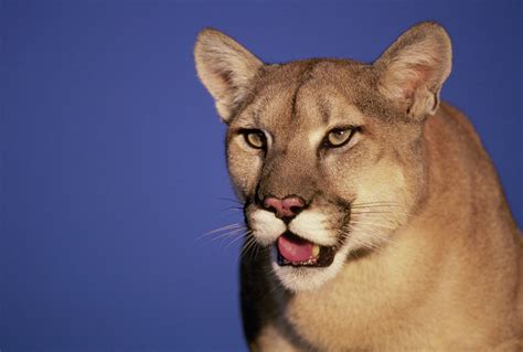 Man Attacked In Colorado Outdoor Hot Tub By Cougar