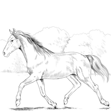 holsteiner horse coloring page  printable coloring pages