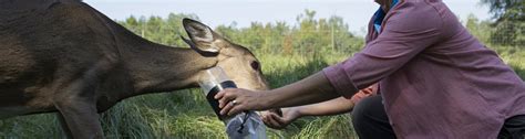 Vaccine For Virus Lethal To Deer Shows Promise Ufifas News