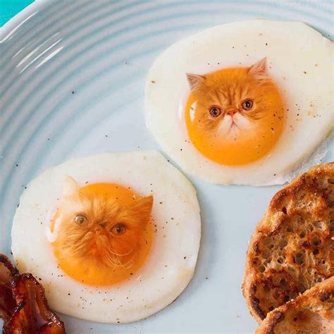 These Funny Cat Photos Are So Cute You Could Just Eat Them Up