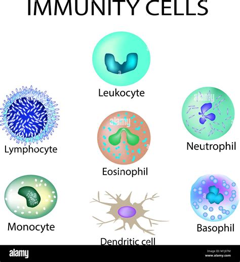 Las Células De Inmunidad Set Leucocitos Linfocitos Monocitos Y