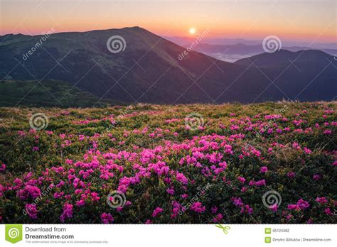 Beautiful Mountain Landscape With Blossoming Rhododendron Flower Stock