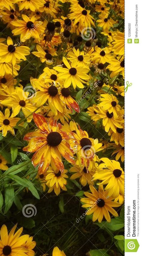 Yellow Black Eyed Susan Flowers Stock Photo Image Of Flora Gardening