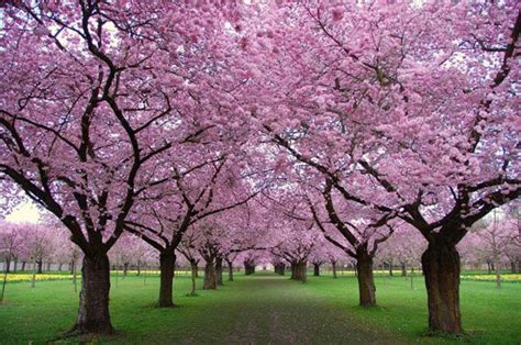 Cherry Blossom Grove Japanese Garden Blooming Trees Garden