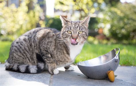 9 Ways To Help Feral Cats During Hot Summer Months Thecatsite Articles