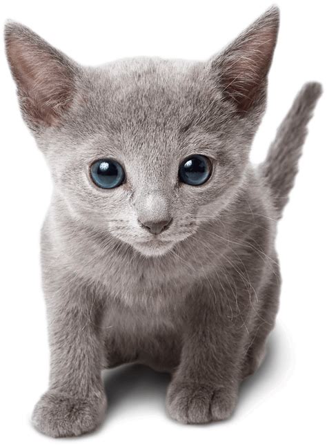 Russian Blue Home Russian Blue Kitten For Sale